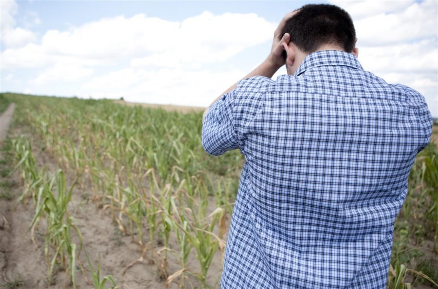 Încă o gaură în buzunarele fermierilor gălăţeni. Vine impozitul pe norma de venit agricol