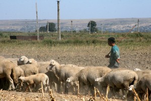 Ciobanii din Scânteieşti, condamnaţi la 26 de ani de închisoare