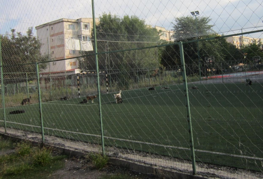 Cât o echipă de fotbal | 11 câini îi terorizează pe locuitorii din Micro 17