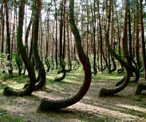(VIDEO) Pădurea Strâmbă din Polonia - o adevărată ENIGMĂ/ Explicaţii pentru curbura CIUDATĂ a copacilor