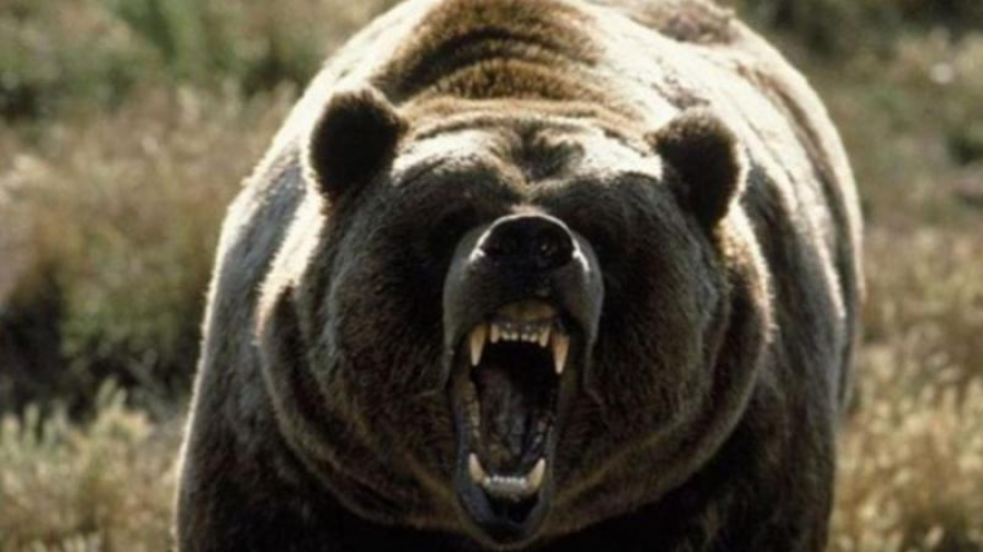 Intervenții de urgență în cazul urșilor agresivi
