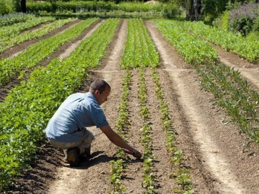 Care sunt cele mai bune remedii pentru anemie, diabet, toxiinfecţii alimentare sau pierderi de memorie