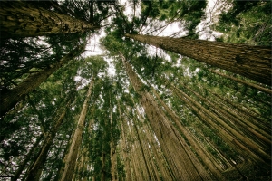 Se pot lua până la 15.000 euro/ha pentru primii 12 ani de existenţă a pădurii