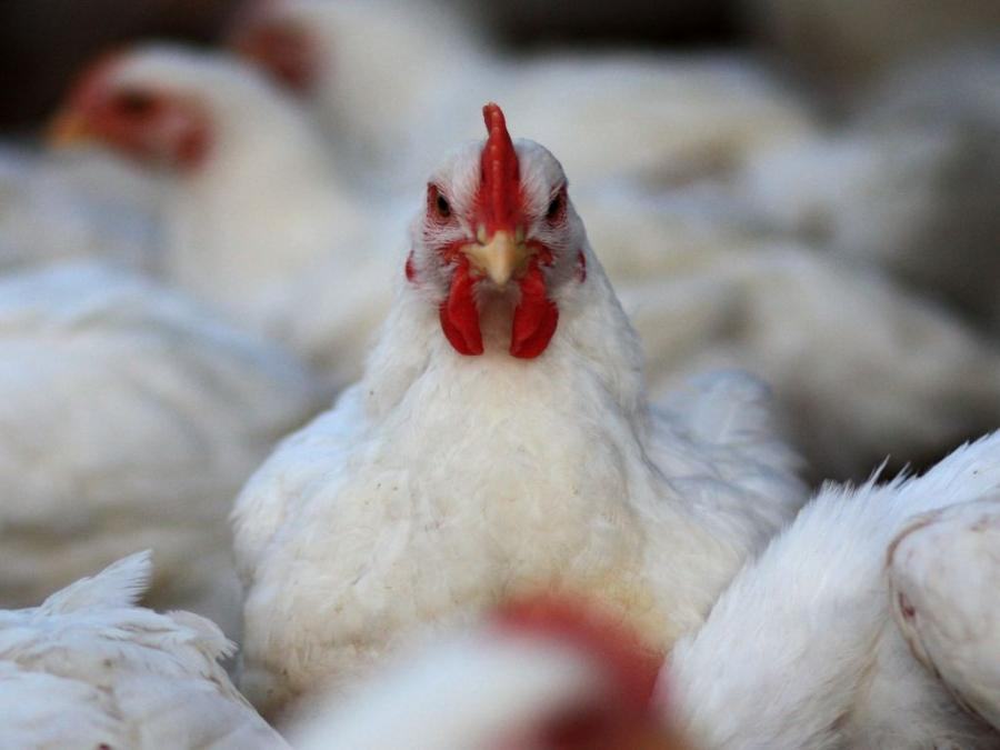 Creştere artificială a preţurilor la carnea de pasăre