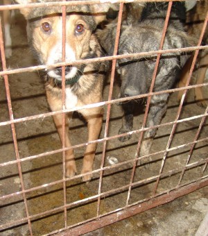 Asociaţia „Ajutaţi-l pe Lăbuş” face apel către autorităţi: „Permiteţi accesul iubitorilor de animale în adăpostul Ecosal!”