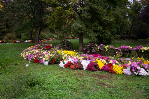 Crizantemele fac spectacol în Grădina Botanică (FOTO)
