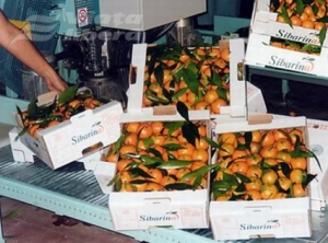 Gălăţean suspect la clementine