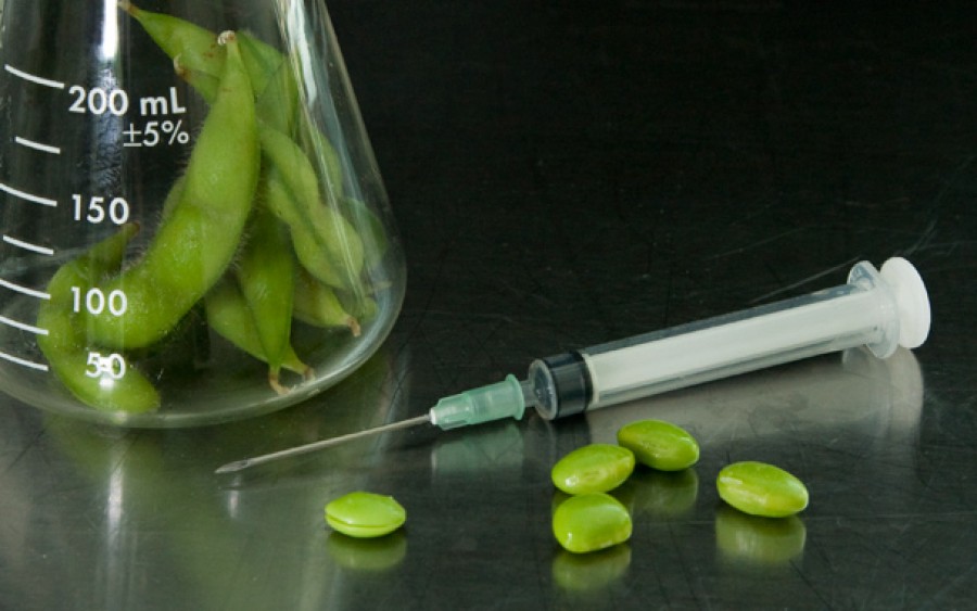Tot nu cultivăm plante modificate genetic!