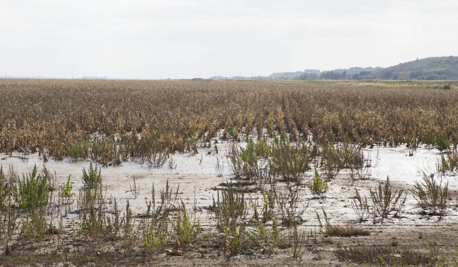 Retrospectiva agricolă a anului 2013: Ţăranii gălăţeni au trecut de la secetă la inundaţii