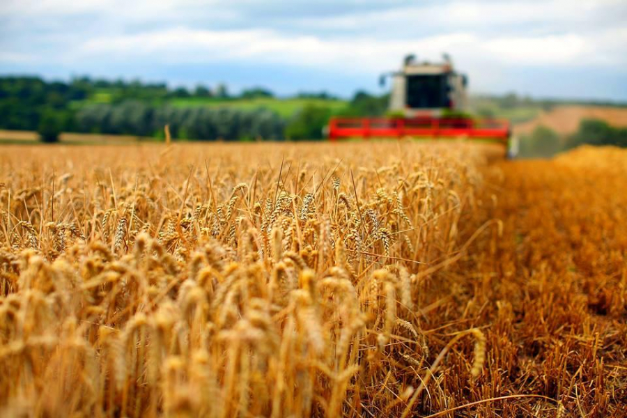 România, al cincilea producător de cereale din UE