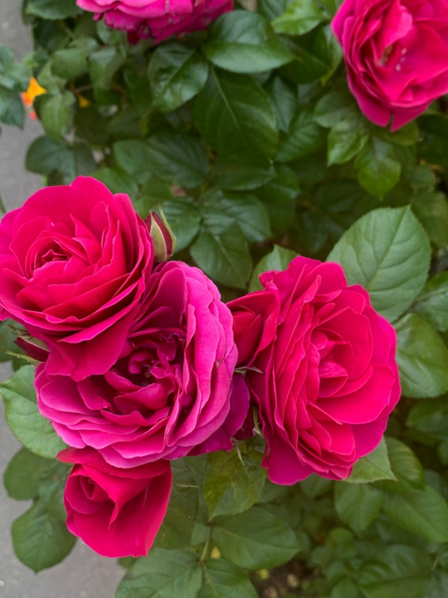 Să iubim trandafirii! Splendoare şi culoare la „Viaţa liberă” (FOTO)