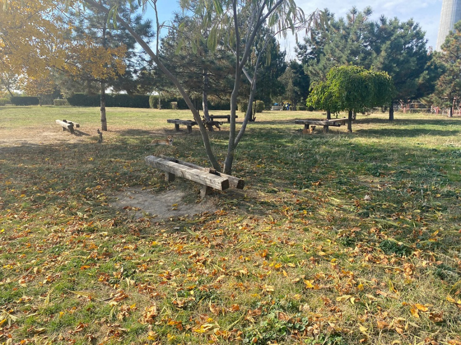 Parcul de lângă Turnul Tv aşteaptă să fie salvat de la distrugere