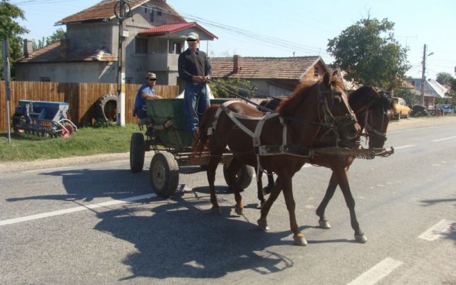 Recoltele din judeţul Galaţi, atacate de hoţi în mod organizat!