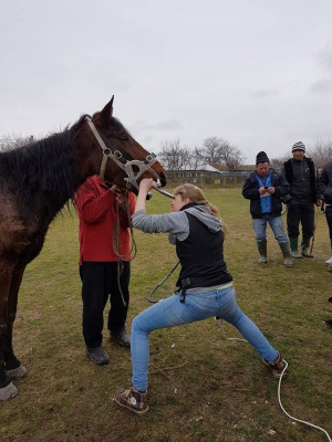 Asistenţă veterinară GRATUITĂ pentru aproximativ 70 de cai