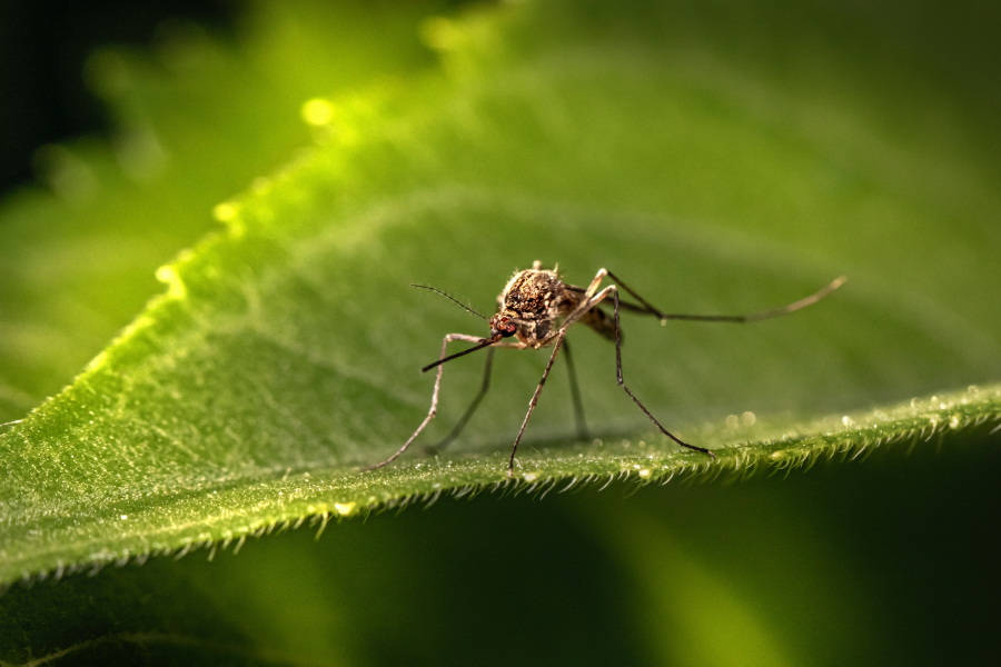 28 de cazuri de infecție cu West Nile