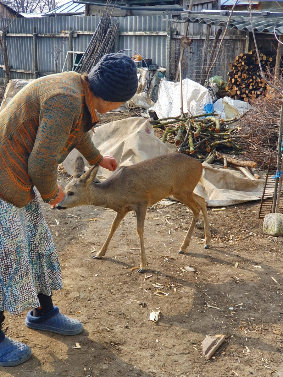 Căprioară salvată la Târgu Bujor