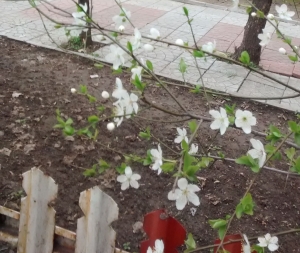 A Început primăvara astronomică