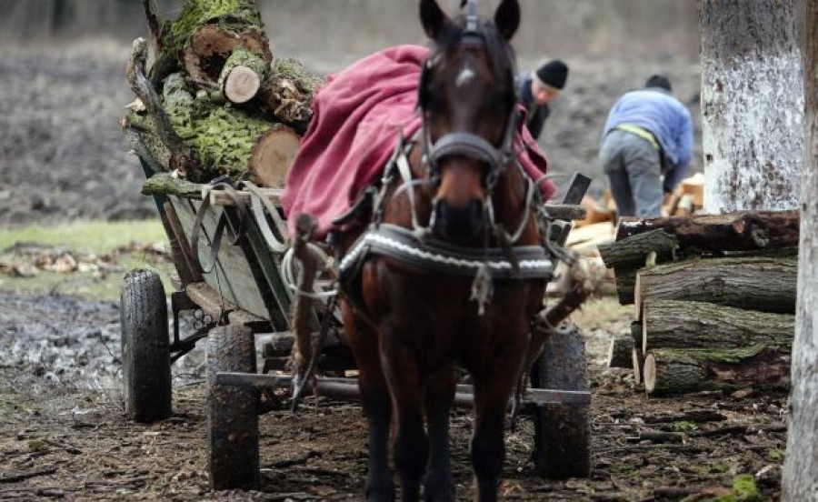 Furtul cu căruţa, la putere în nordul judeţului. Două păduri, atacate de hoţi într-o singură zi