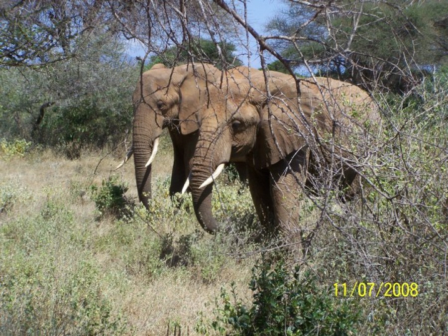 Fascinaţia Africii cu muzungu de Galaţi: „Karibu Kenya!” 