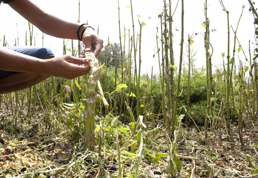 Grădina botanică, distrusă de ploaia cu piatră