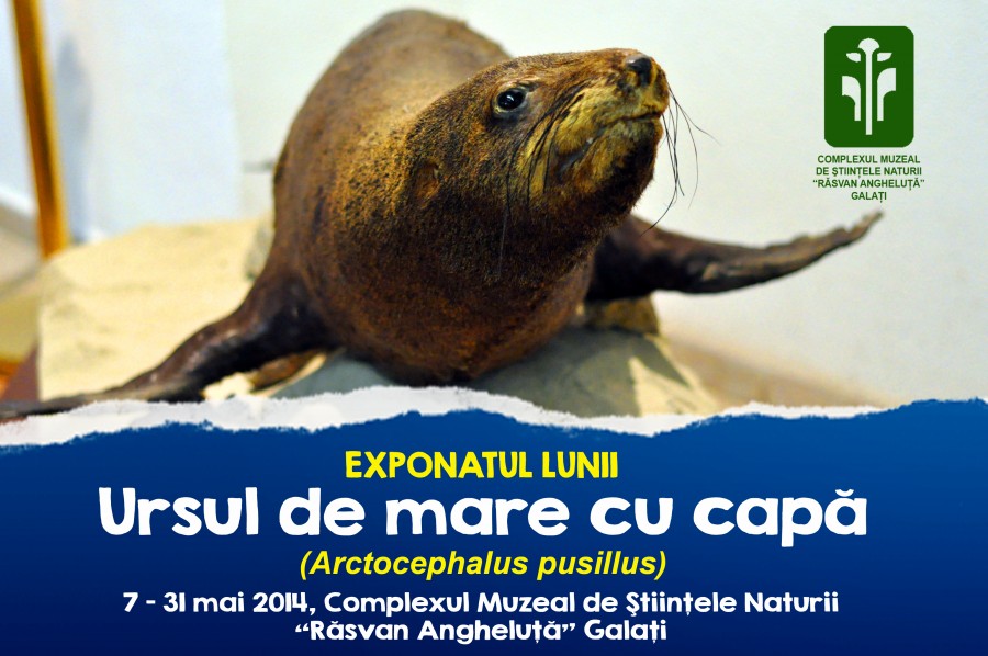 Ursul de mare, la Ştiinţele Naturii