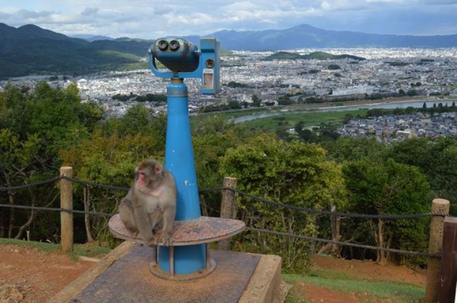 PARCUL MAIMUȚELOR - unul dintre locurile preferate ale turiştilor sosiţi la Kyoto