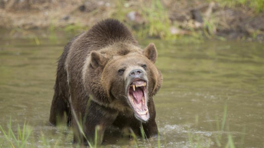 Cazul unic al unui grizzly ucis de o capră
