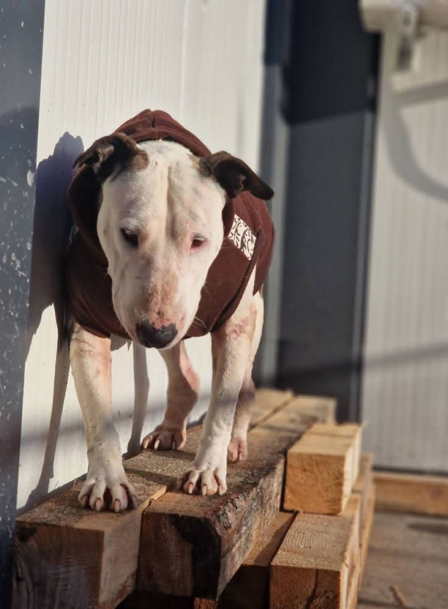 Minunata Hera caută o familie doar a ei!