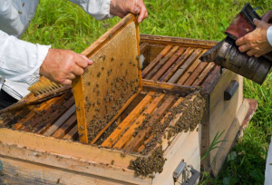 Poziție privind utilizarea neonicotinoidelor în agricultură. Cercetările nu au relevat depășiri ale maximelor admise
