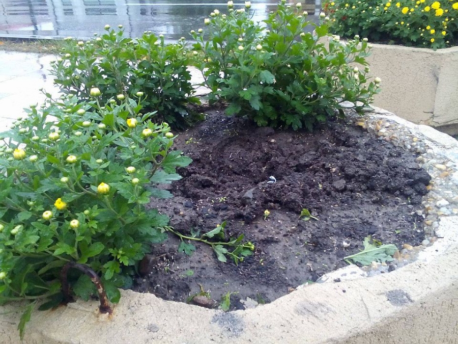 TINERII ȘI ORAŞUL | Cum ne furăm singuri căciula. Hoţii de flori din jardiniere