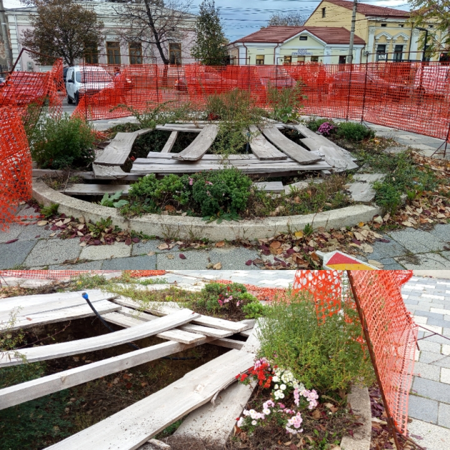 Poza zilei. Lecția de eficiență a crizantemelor