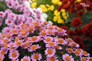 Toamna face spectacol în Grădina Botanică (FOTO)