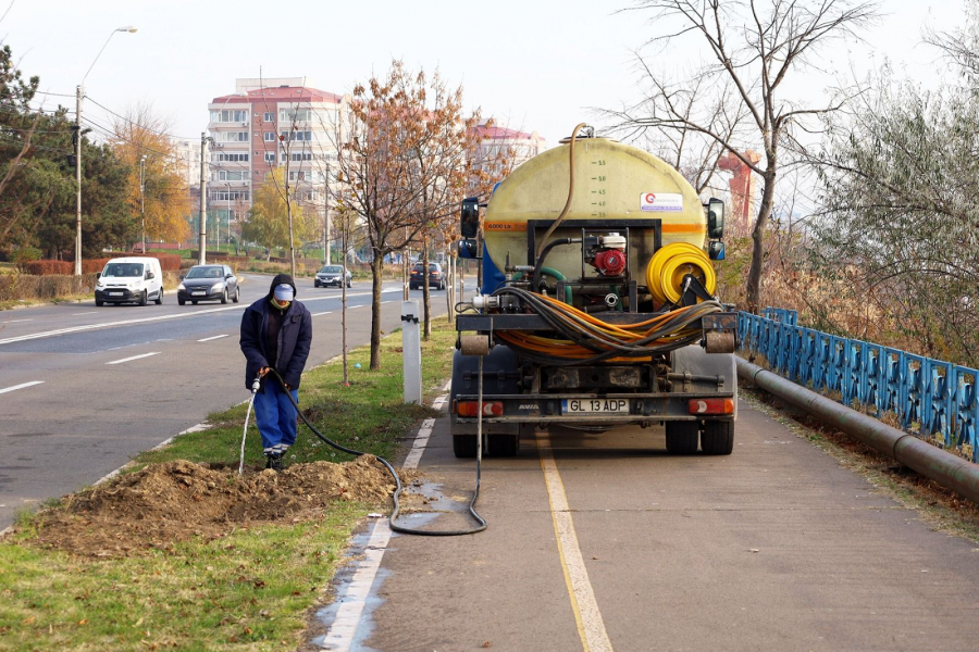 O nouă campanie de plantări de arbori