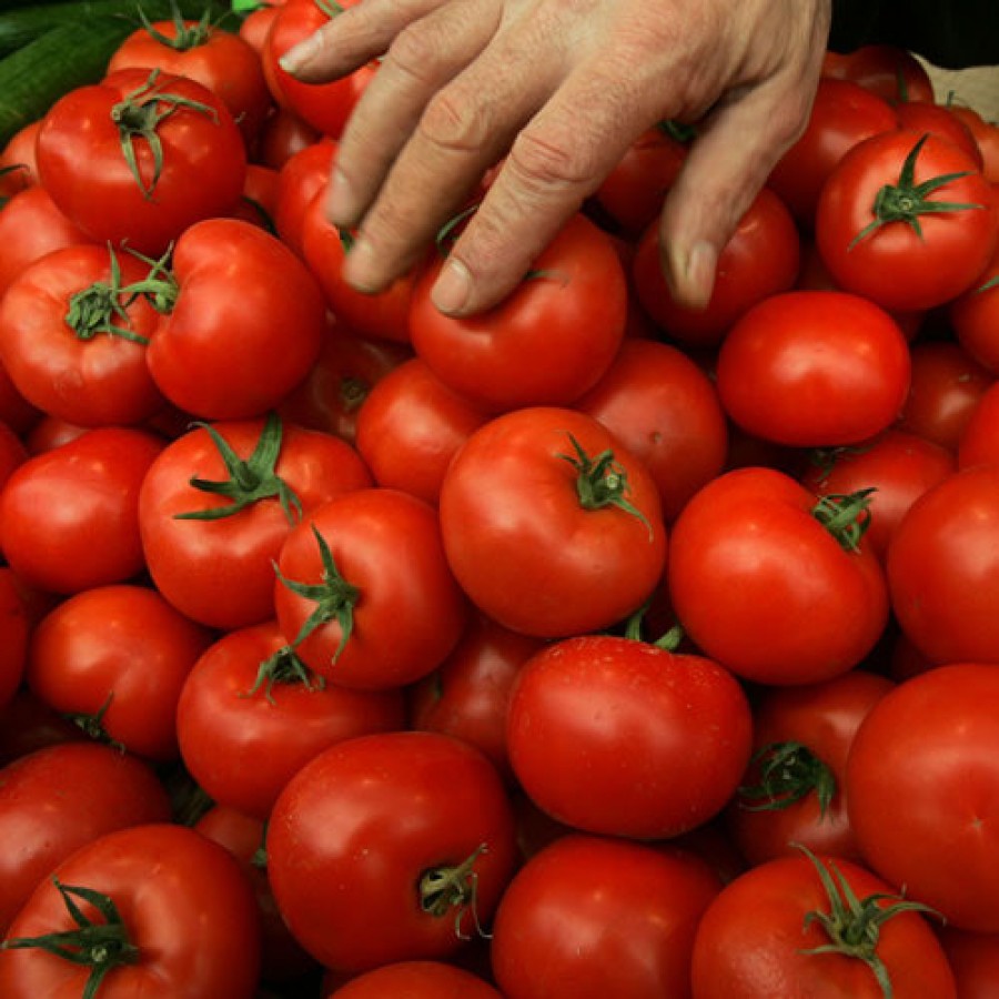Producătorii din Matca vând roşiile cu 40 de bani per kilogram