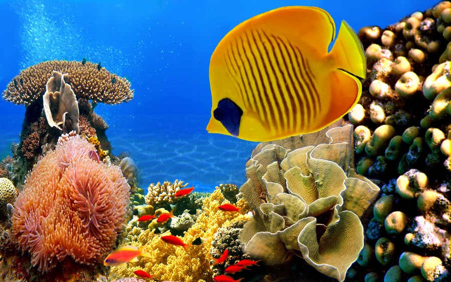 La Complexul de Ştiinţele Naturii/ „Universul recifelor de corali”