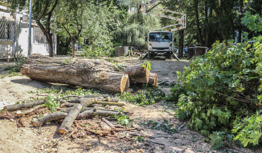 55 de arbori, tăiaţi pentru sistematizarea zonei CNMK | După drujbe, vor urma şi plantări (FOTO)