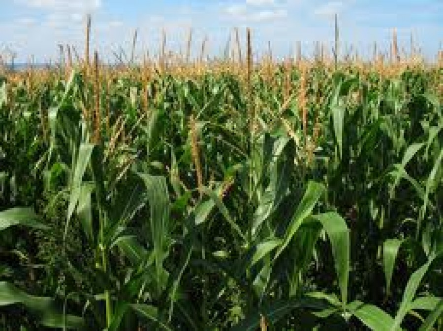 Doar 600 de fermieri cultivă suprafeţe mari în judeţul Galaţi