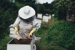 Veninul de albine, tratament pentru cancer