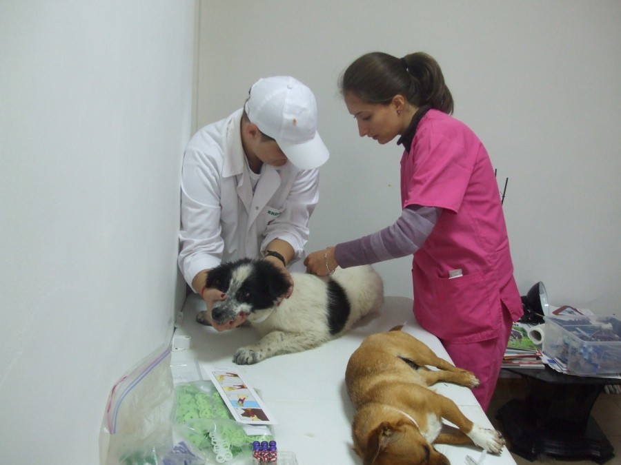 Hotărâre inaplicabilă/ STERILIZAREA câinilor cu stăpân, AMÂNATĂ