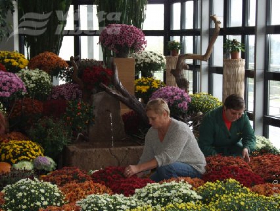 Crizantema, asortată cu legume – la Grădina Botanică