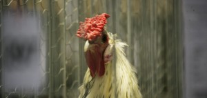 CONCURS - Revelion la Viena pentru cea mai frumoasă imagine de la expoziţia naţională de păsări