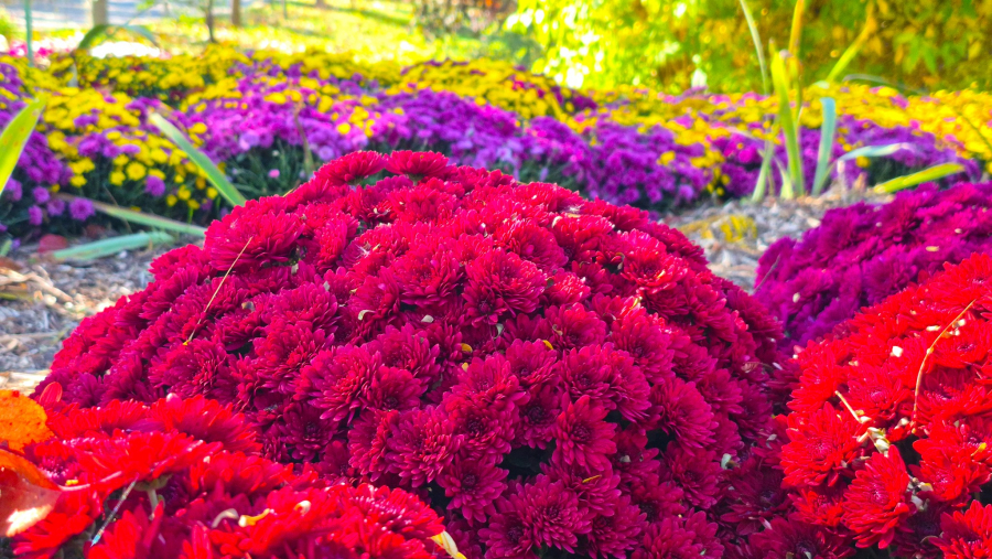 Florile sezonului fac spectacol la Grădina Botanică