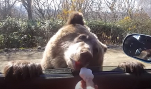 Copil rănit în timp ce încerca să hrănească un urs