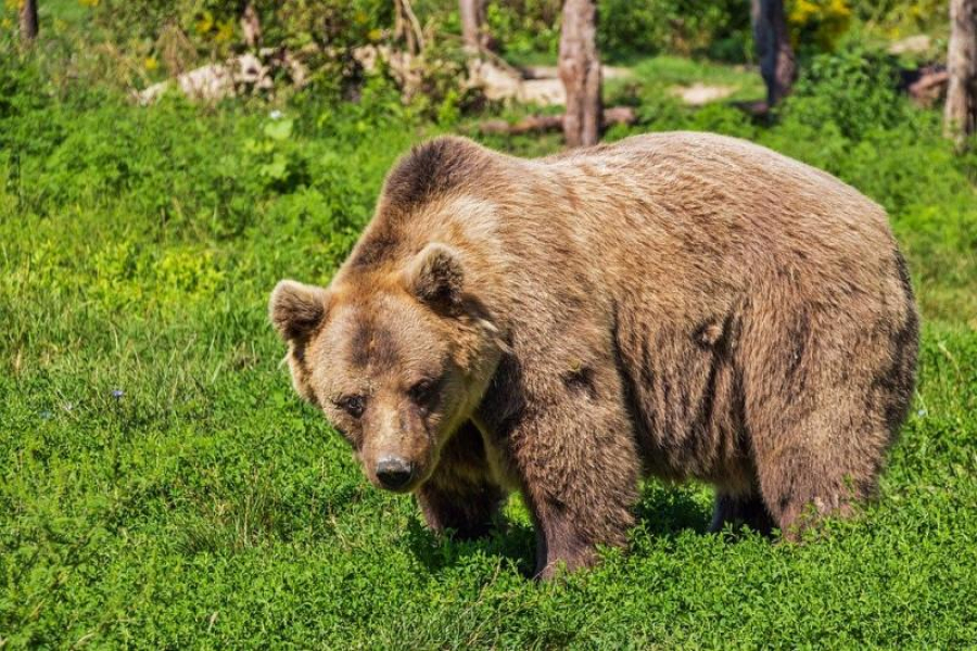 Tot mai multe atacuri ale urșilor, în zone locuite