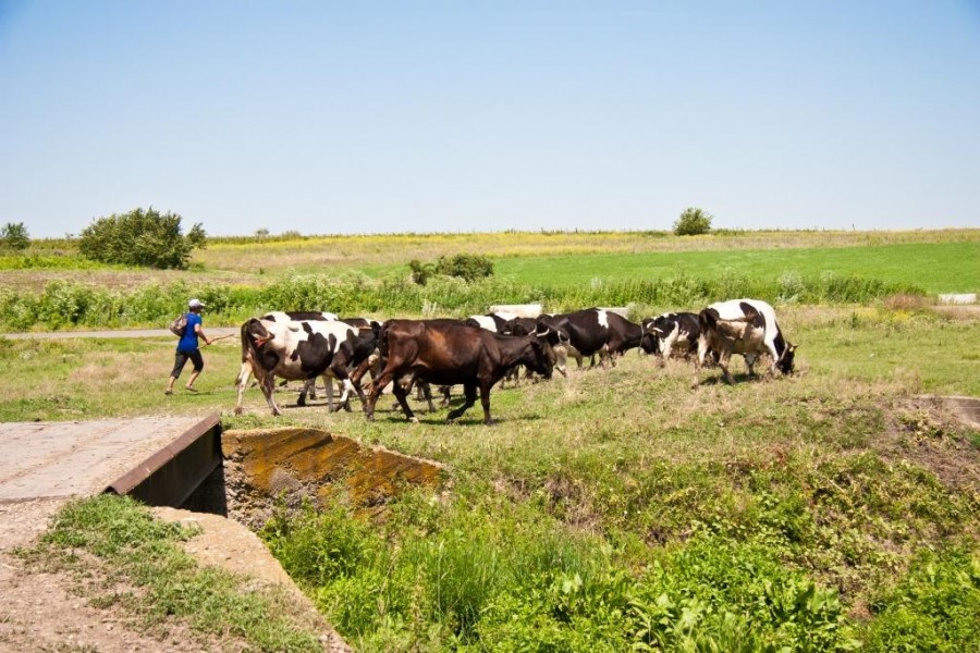 Alegerea Letiţiei surdo-muta şi a văcarului din Griviţa