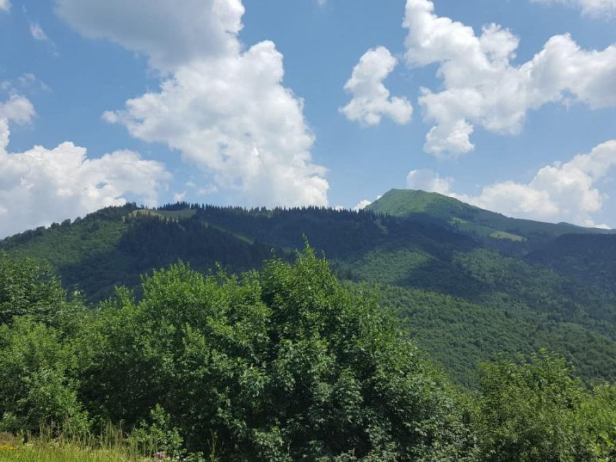 Pădurile ”protejate” din România, din nou în pericol