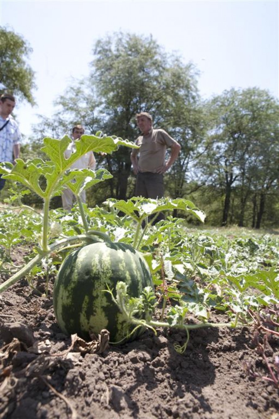 Păcăleală românească cu pepeni de import