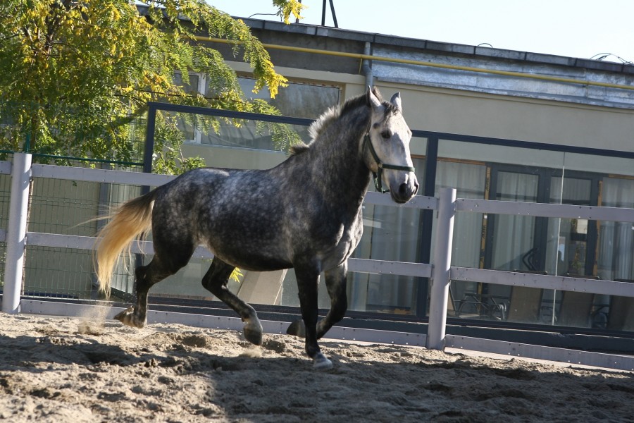 A început expoziţia de ponei şi cai de rasă la Agro-Dunărea