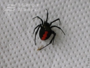 Atenţie la înţepăturile de insecte!