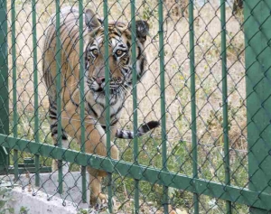 Animalele, vizitatorii şi angajaţii de la Zoo vor fi supravegheaţi VIDEO
